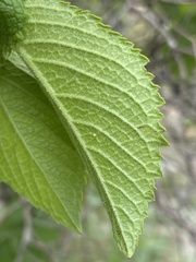 Cyphostemma hypoleucum