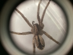 Argoctenus