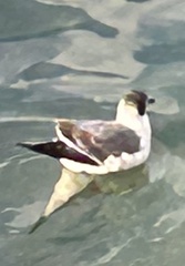 Leucophaeus atricilla
