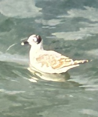 Leucophaeus atricilla