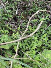 Cyphostemma hypoleucum