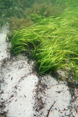 Posidonia australis