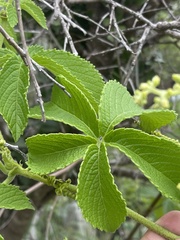 Cyphostemma hypoleucum