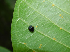 Coccinellidae