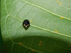 Coccinellidae