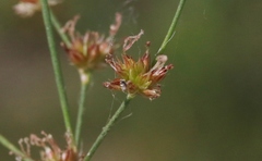 Juncus oxymeris
