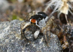 Euophryini