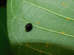 Coccinellidae