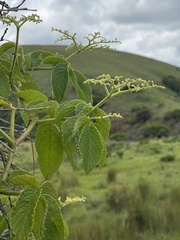 Cyphostemma hypoleucum