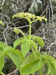 Cyphostemma hypoleucum