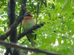 Psittacula alexandri