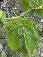 Cyphostemma hypoleucum