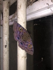 Speiredonia spectans