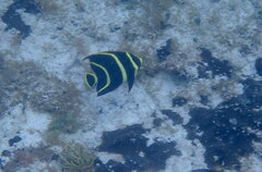 Pomacanthus paru