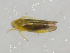 Empoa scripta