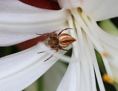 Salsa brisbanae
