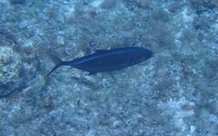 Caranx ruber