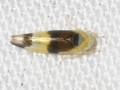 Empoa venusta