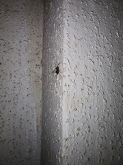 Scytodes globula