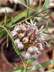 Grevillea phylicoides
