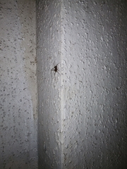 Scytodes globula
