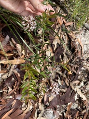 Grevillea phylicoides