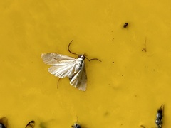 Acentropinae