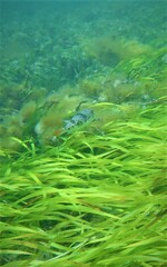 Tetractenos glaber