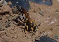 Sceliphron asiaticum