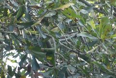 Vireo philadelphicus