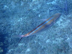 Caranx ruber