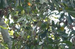 Vireo philadelphicus