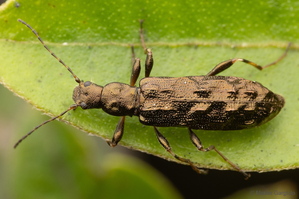 Trachelostenus inaequalis