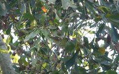 Vireo philadelphicus