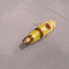 Empoa venusta
