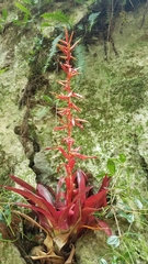 Tillandsia guatemalensis
