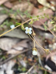 Mitrasacme polymorpha