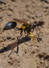 Sceliphron asiaticum