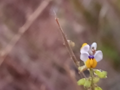 Monnina linearifolia