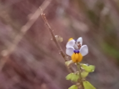 Monnina linearifolia