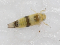 Empoa gillettei