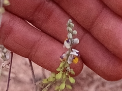 Monnina linearifolia