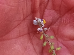 Monnina linearifolia