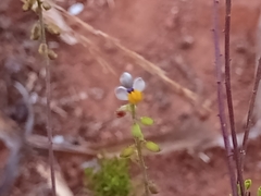 Monnina linearifolia