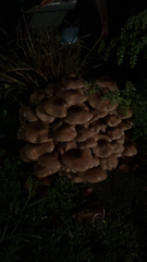 Armillaria novae-zelandiae