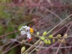 Monnina linearifolia
