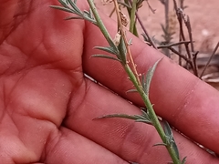 Monnina linearifolia