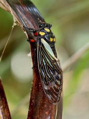 Distantalna splendida