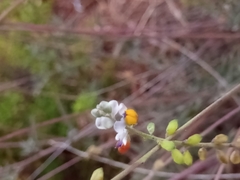Monnina linearifolia