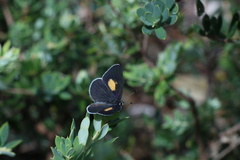 Candalides xanthospilos